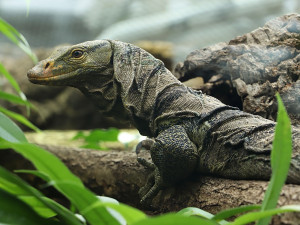 Varany plodožravé chová plzeňská zoo jako jedna z mála v Evropě, ošetřovatelé plánují odchovy