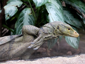 Varany plodožravé chová plzeňská zoo jako jedna z mála v Evropě, ošetřovatelé plánují odchovy