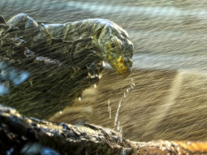 Varany plodožravé chová plzeňská zoo jako jedna z mála v Evropě, ošetřovatelé plánují odchovy