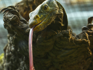 Varany plodožravé chová plzeňská zoo jako jedna z mála v Evropě, ošetřovatelé plánují odchovy