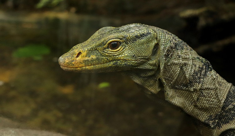 Varany plodožravé chová plzeňská zoo jako jedna z mála v Evropě, ošetřovatelé plánují odchovy