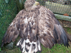 Orel se léčí v plzeňské záchranné stanici