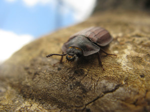 Na Šumavu se vrací Velký piškot, brouk žije hlavně v pralesích