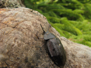 Na Šumavu se vrací Velký piškot, brouk žije hlavně v pralesích