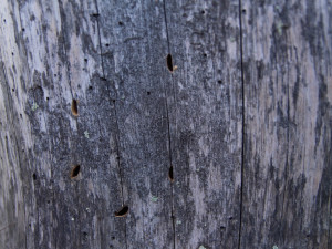 Na Šumavu se vrací Velký piškot, brouk žije hlavně v pralesích