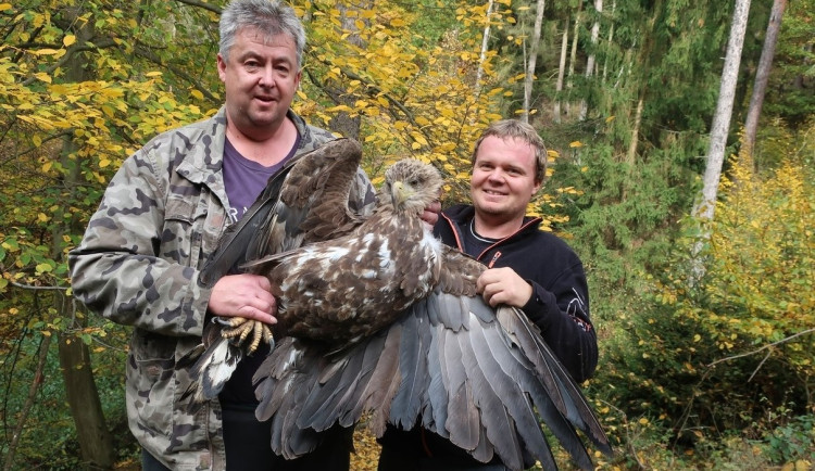 Zraněného orla našli Pavel Houda a Milan Spurný