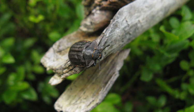 Na Šumavu se vrací Velký piškot, brouk žije hlavně v pralesích