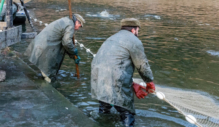 Klatovští rybáři zahájili podzimní výlovy 147 rybníků, potrvají přes měsíc