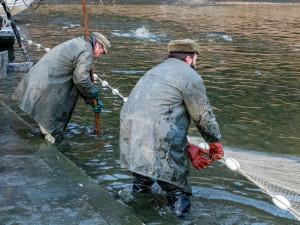 Klatovští rybáři zahájili podzimní výlovy 147 rybníků, potrvají přes měsíc