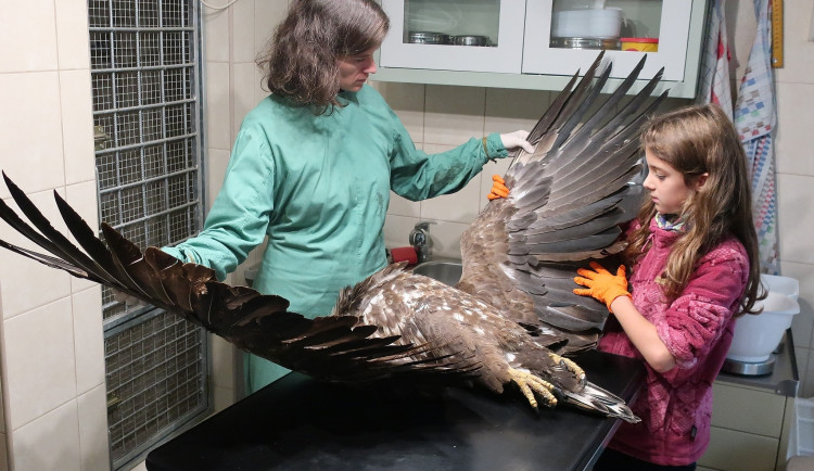 Zraněná orlice nalezená v nepřístupné rokli i přes péči veterinářů uhynula. Za smrt může náraz do drátů vedení vysokého napětí