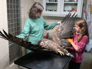 Zraněná orlice nalezená v nepřístupné rokli i přes péči veterinářů uhynula. Za smrt může náraz do drátů vedení vysokého napětí