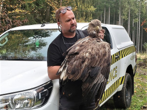 Zraněného dravce odvezl šéf záchranné stanice Karel Makoň
