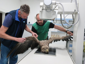 Veterinář vyšetřuje zraněného orla