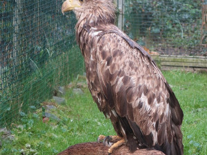 nešťastná orlice krátce před tím, než uhynula