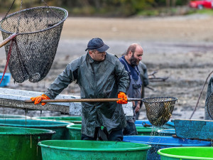 Klatovští rybáři ukončili výlov rybníka Hnačov, cena vánočních kaprů podle nich stoupne o desetinu
