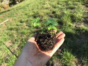 Kriticky ohrožený koniklec se díky práci plzeňských botaniků po 60 letech znovu vrací do přírody