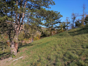 Kriticky ohrožený koniklec se díky práci plzeňských botaniků po 60 letech znovu vrací do přírody