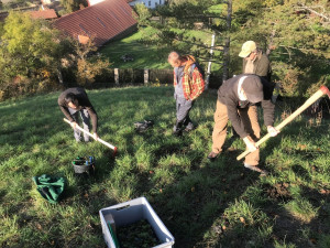 Kriticky ohrožený koniklec se díky práci plzeňských botaniků po 60 letech znovu vrací do přírody
