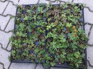 Kriticky ohrožený koniklec se díky práci plzeňských botaniků po 60 letech znovu vrací do přírody