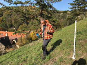 Kriticky ohrožený koniklec se díky práci plzeňských botaniků po 60 letech znovu vrací do přírody