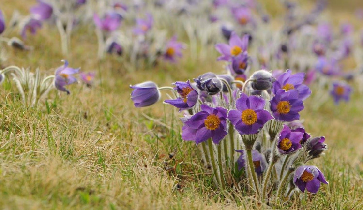 Koniklec otevřený, foto: AOPK/Radek Fišer