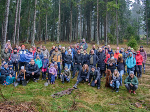 Dobrovolníci vysadili poblíž šumavského Pancíře stovky nových sazenic buku