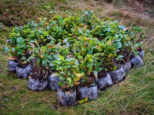 Dobrovolníci vysadili poblíž šumavského Pancíře stovky nových sazenic buku
