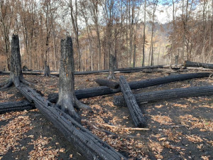 Lékaři uctili památku svého předčasně zemřelého věhlasného kolegy při obnově požárem zničeného Národního parku České Švýcarsko