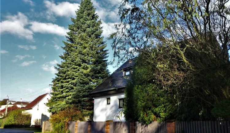 Plzeňským vánočním stromem bude jedle ojíněná, čtyřicet let roste v Třemošné na zahradě manželů Kolečkových