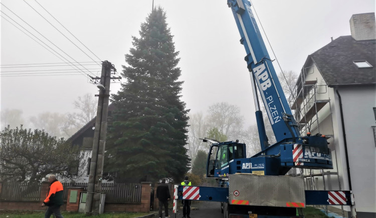 Vánoční strom pro město Plzeň se kácel v ranní mlze, večer dorazí na své obvyklé místo na náměstí Republiky