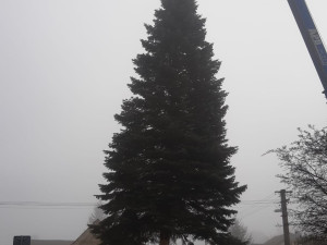 Vánoční strom pro město Plzeň se kácel v ranní mlze, večer dorazí na své místo na náměstí Republiky