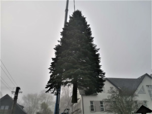 Vánoční strom pro město Plzeň se kácel v ranní mlze, večer dorazí na své místo na náměstí Republiky