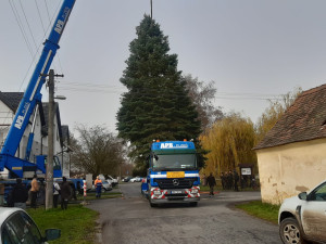 Vánoční strom pro město Plzeň se kácel v ranní mlze, večer dorazí na své místo na náměstí Republiky