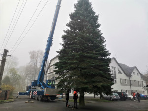 Vánoční strom pro město Plzeň se kácel v ranní mlze, večer dorazí na své místo na náměstí Republiky
