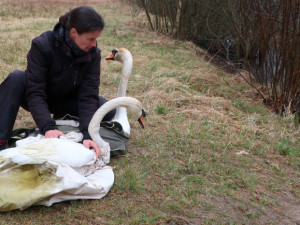 Na jaře byl labutí pár odchycen a stěhoval se mimo Plzeň