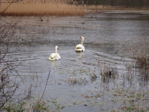 Na jaře byl labutí pár odchycen a stěhoval se mimo Plzeň