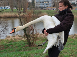 Na jaře byl labutí pár odchycen a stěhoval se mimo Plzeň
