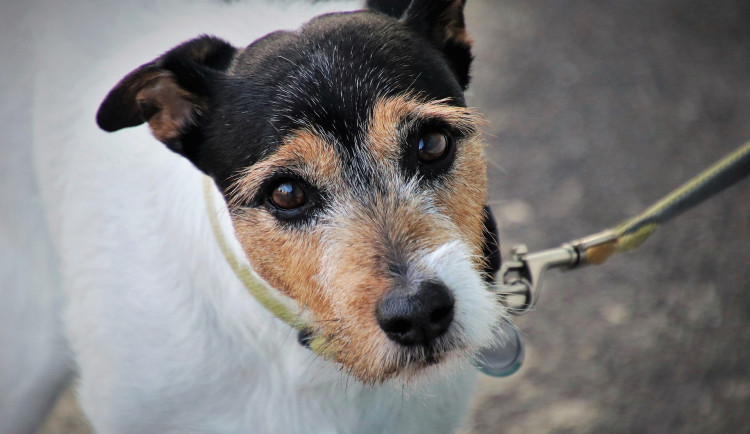 Zběsilý motorista vletěl na přechod na červenou, usmrtil psa, kterého vedla jeho majitelka na vodítku a ujel