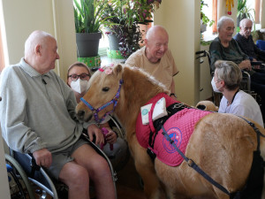 Radost pacientům v nemocnici rozdával poník Smajlík, potěšil zejména starší pacienty