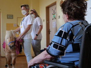 Radost pacientům v nemocnici rozdával poník Smajlík, potěšil zejména starší pacienty