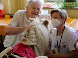 Radost v plzeňské nemocnici rozdával vycvičený poník Smajlík, potěšil zejména starší pacienty