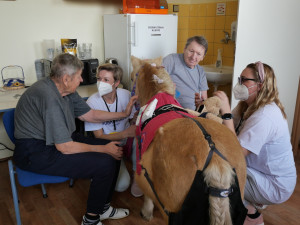 Radost pacientům v nemocnici rozdával poník Smajlík, potěšil zejména starší pacienty