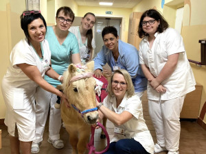 Radost pacientům v nemocnici rozdával poník Smajlík, potěšil zejména starší pacienty