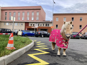 Radost pacientům v nemocnici rozdával poník Smajlík, potěšil zejména starší pacienty