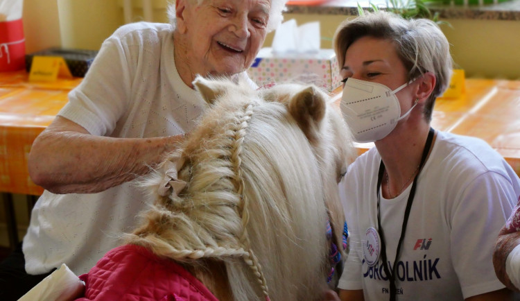 Radost pacientům v nemocnici rozdával poník Smajlík, potěšil zejména starší pacienty