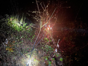 Spadlý strom zpřetrhal dráty elektrického vedení a odřízl část obce od proudu. Viníkem je bobr