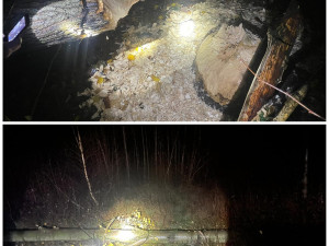 Spadlý strom zpřetrhal dráty elektrického vedení a odřízl část obce od proudu. Viníkem je bobr