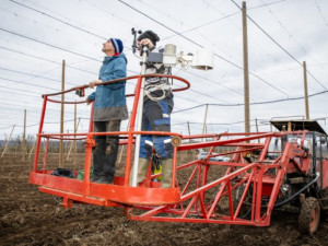 Experti osázeli chmelnice speciálními senzory