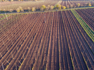 Chmelové EKG v projektu plzeňského pivovaru odhalilo příčiny letošní velmi špatné chmelařské sezóny