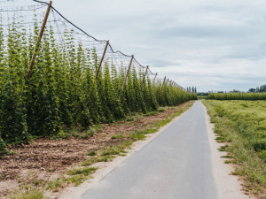 Chmelové EKG v projektu plzeňského pivovaru odhalilo příčiny letošní velmi špatné chmelařské sezóny